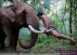 侦探电影 搞笑 大象